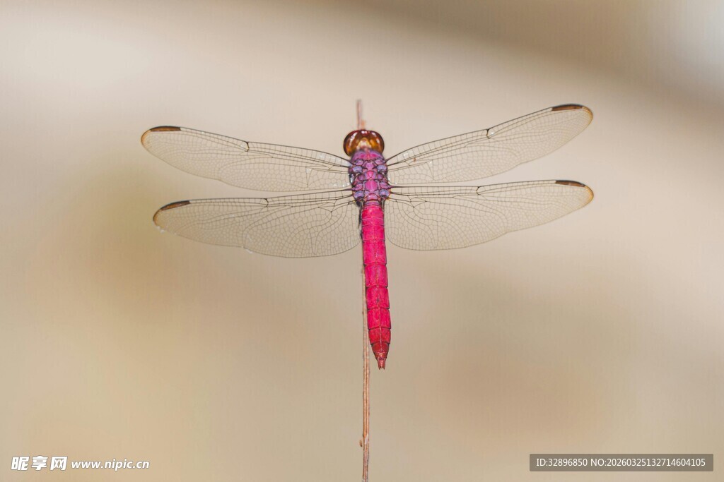粉红蜻蜓停驻特写