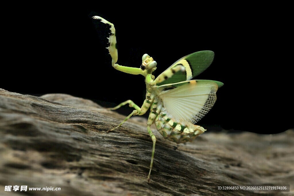 绿色螳螂摆出攻击姿态