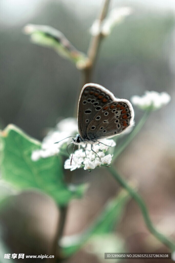 绿叶上停歇的小巧蝴蝶