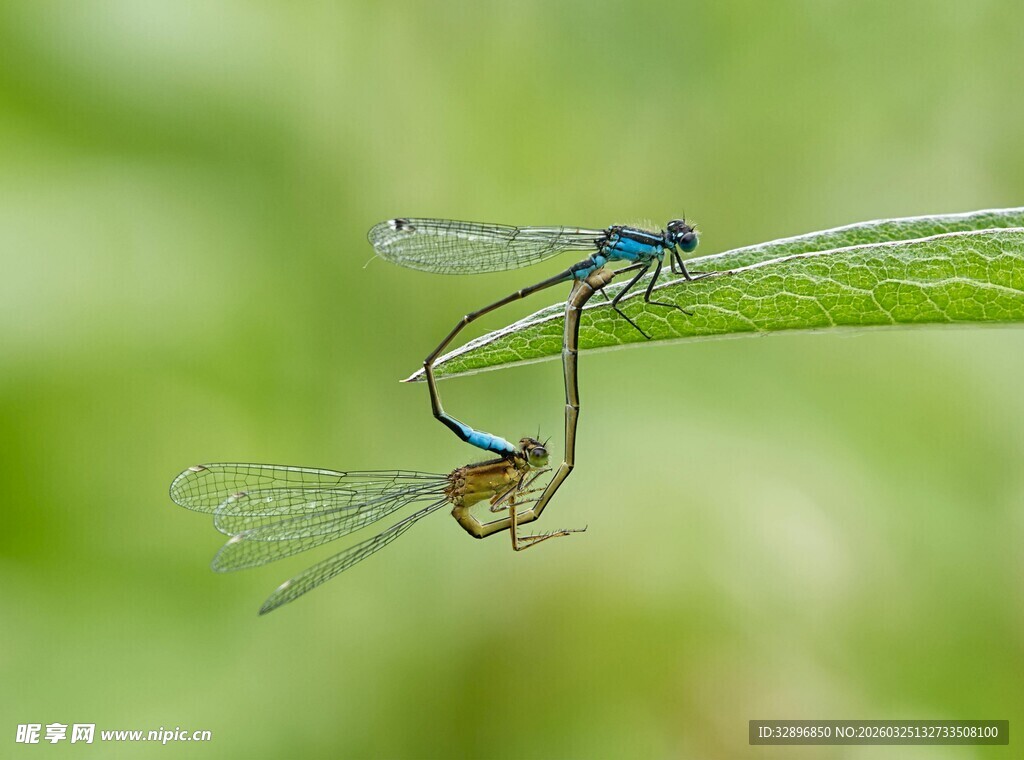 双豆娘于绿叶上交尾