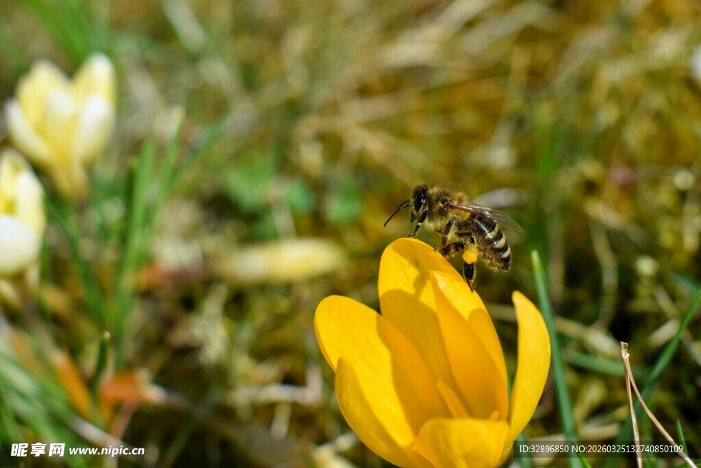 蜜蜂采蜜于黄色番红花