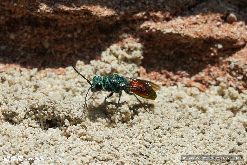 沙地上的多彩甲虫
