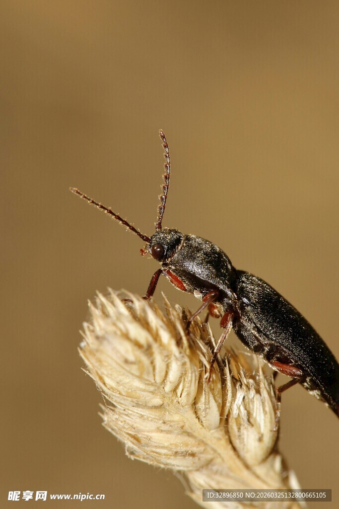 麦上甲虫特写