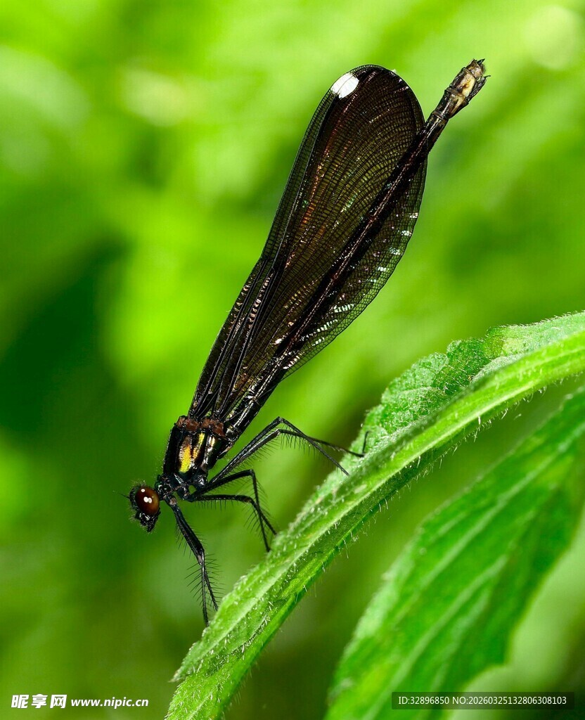 绿叶上的黑色豆娘