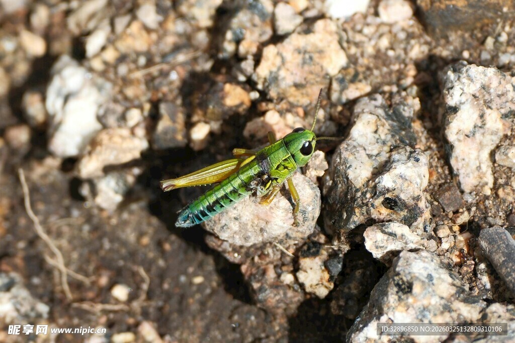绿色蚱蜢栖息于泥土上