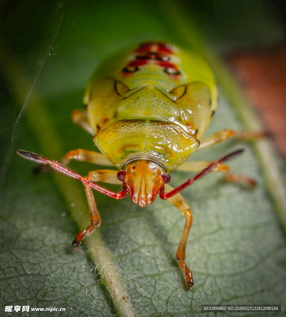 绿色带斑昆虫特写