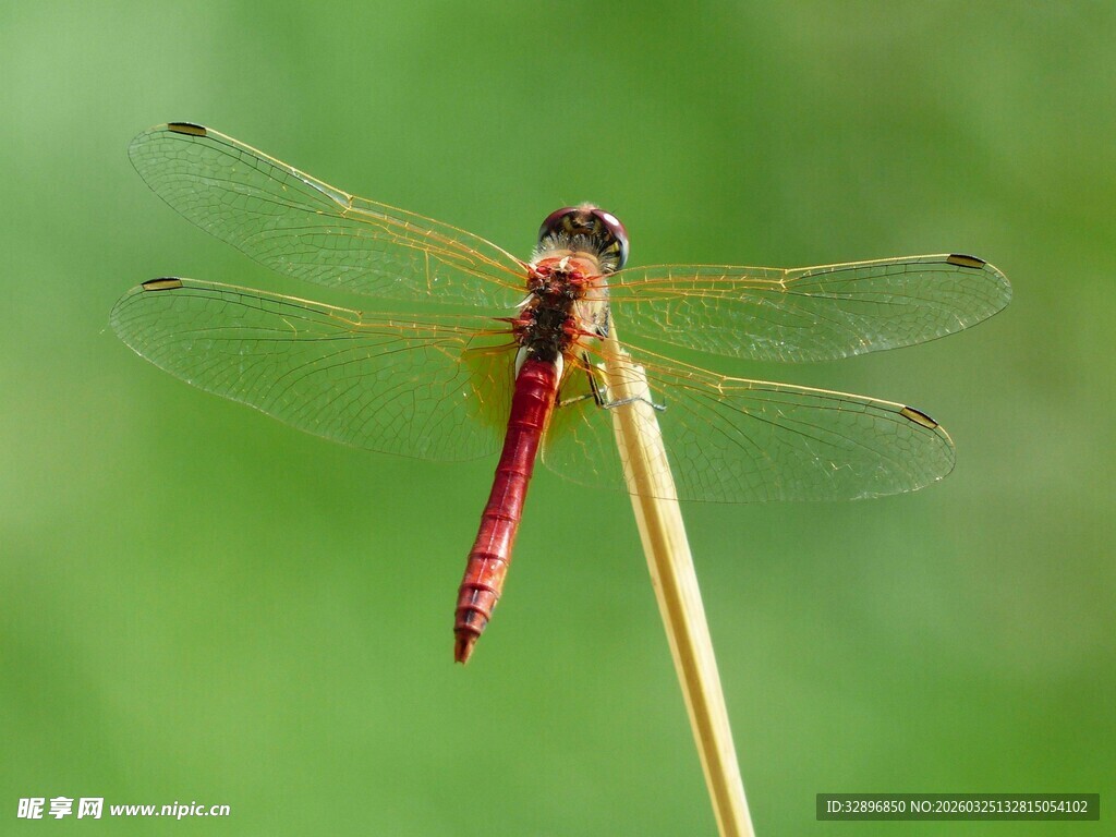 红蜻蜓停于细枝上