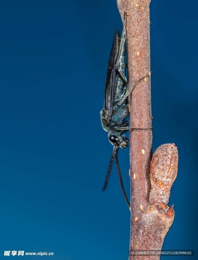 树枝上的昆虫特写