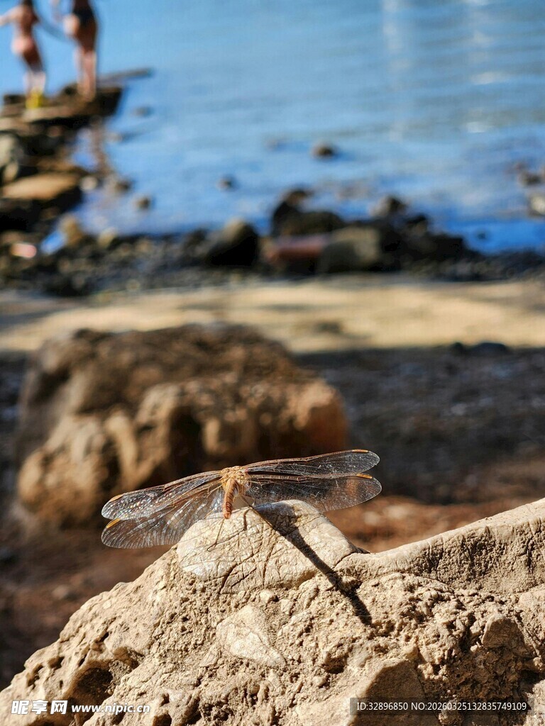 岩石上的蜻蜓
