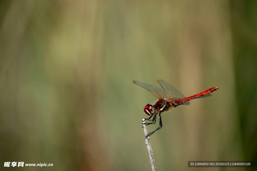 红蜻蜓停驻于枝头