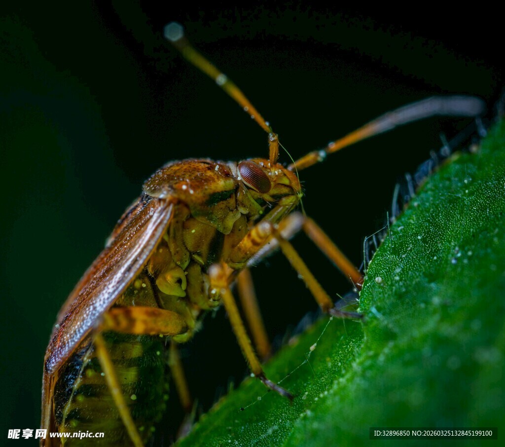 绿叶上的棕色昆虫