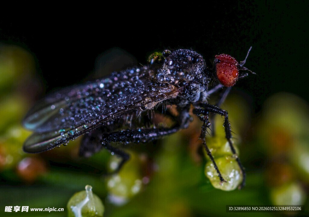 水珠覆盖的红眼苍蝇