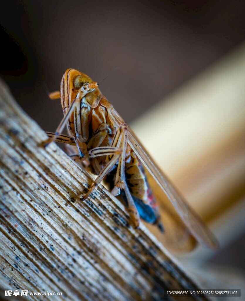 栖息于木上的蝉