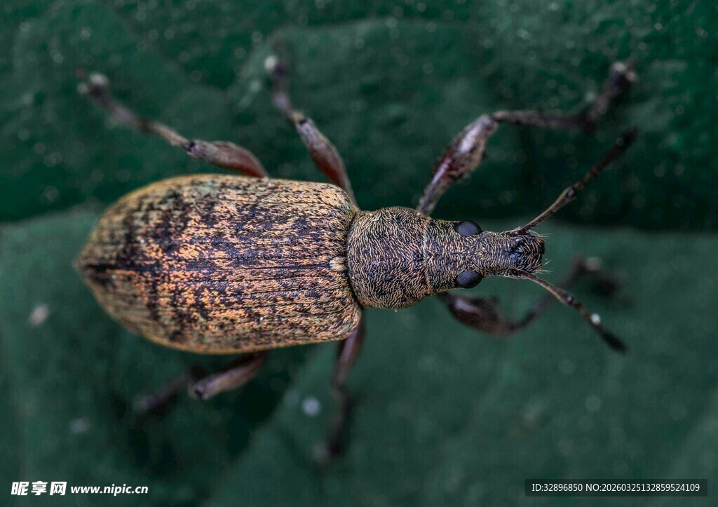 多彩甲虫微距特写
