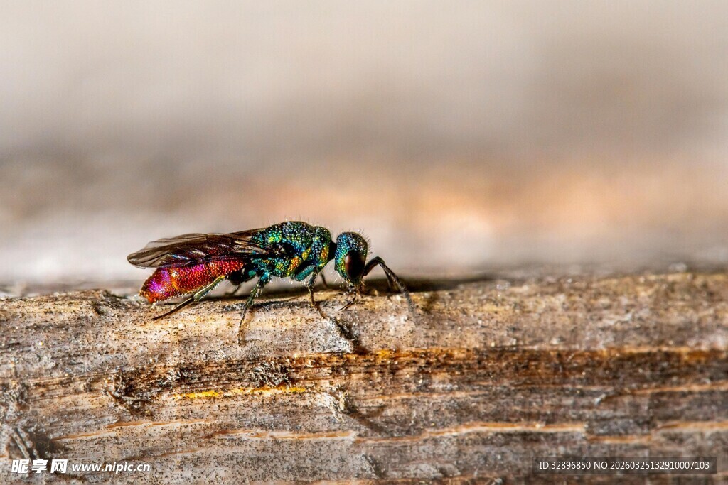 绿色丽蝇栖息于木头上