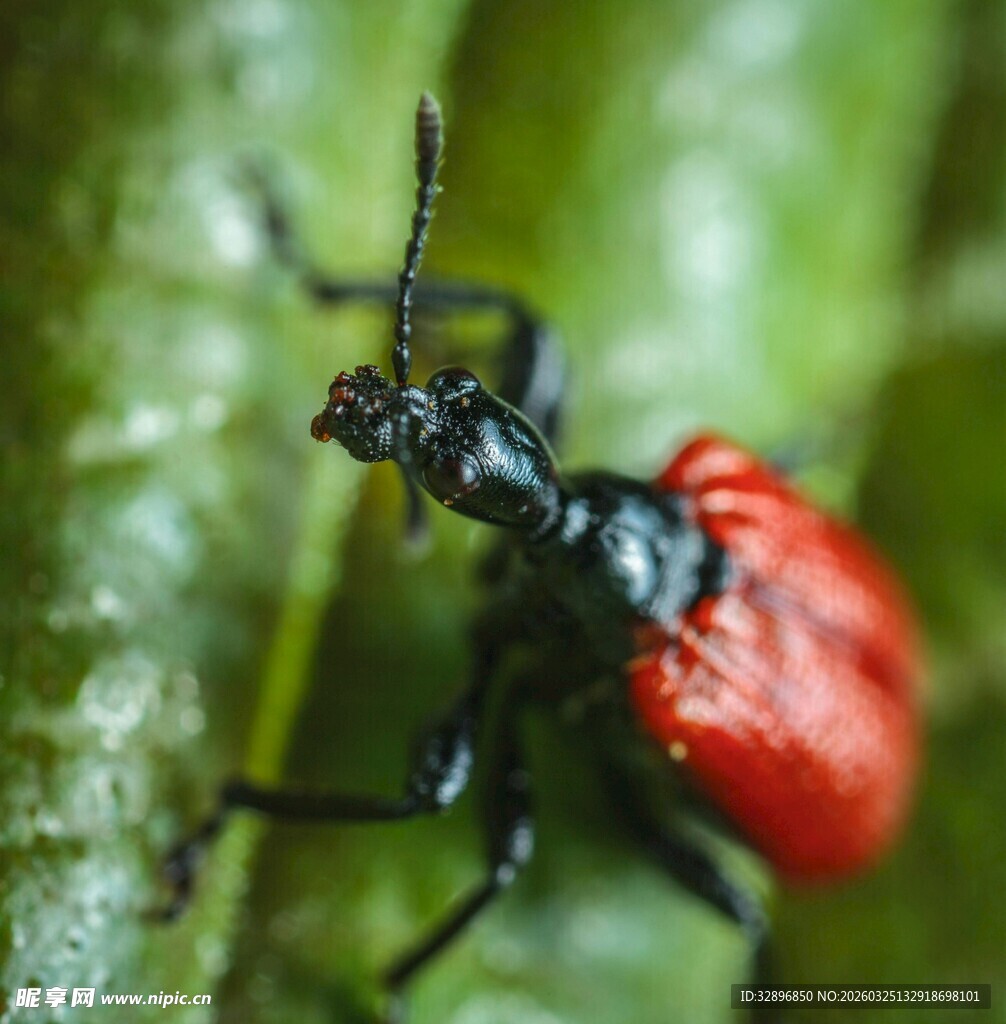 红黑甲虫栖息绿叶间