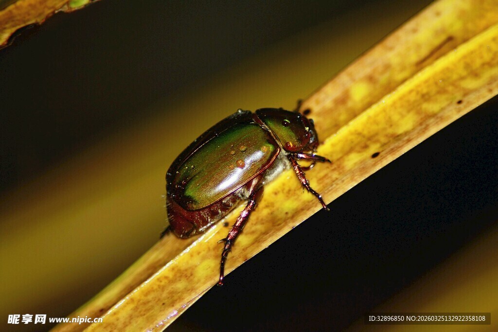 绿叶上的金属光泽甲虫
