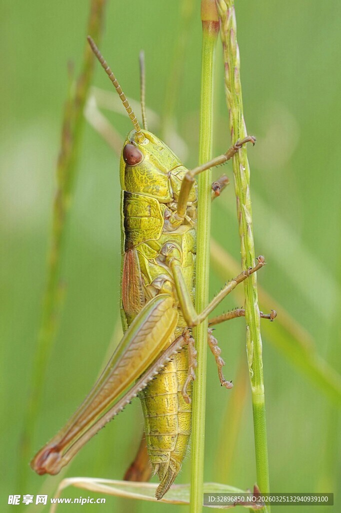草丛中的绿色蚂蚱