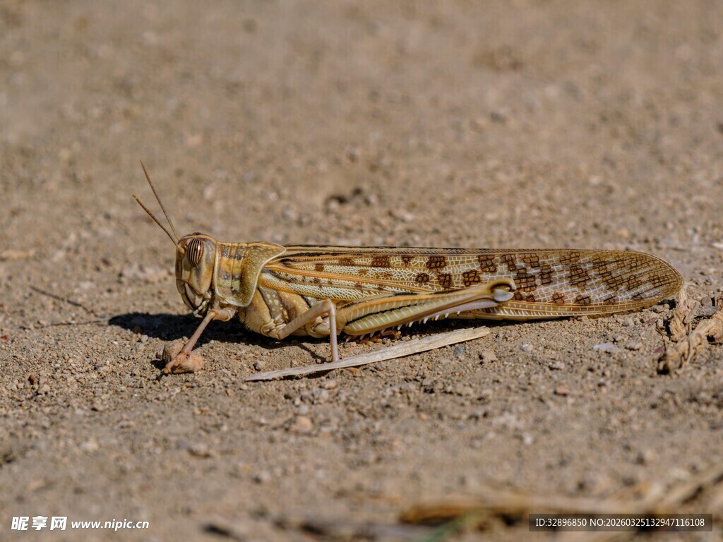 地面上的一只蝗虫