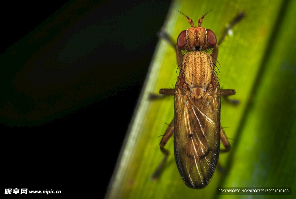 绿叶上的条纹昆虫