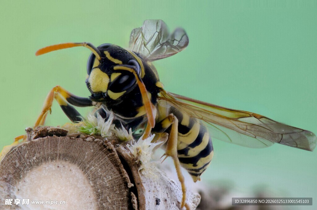 黄蜂栖息树桩特写