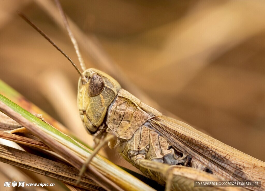 草丛中的蝗虫特写