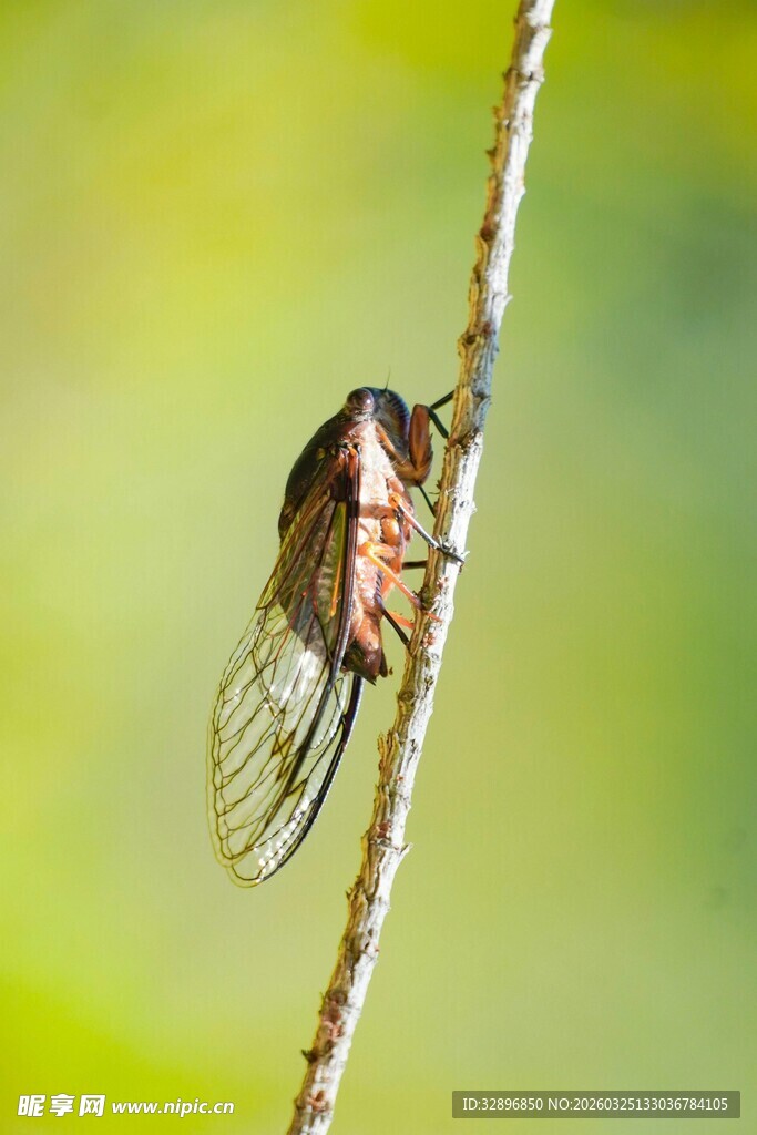 栖息于枝的蝉