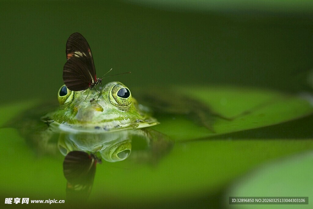 荷叶上的青蛙