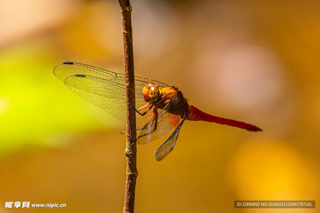 红蜻蜓栖息于细枝