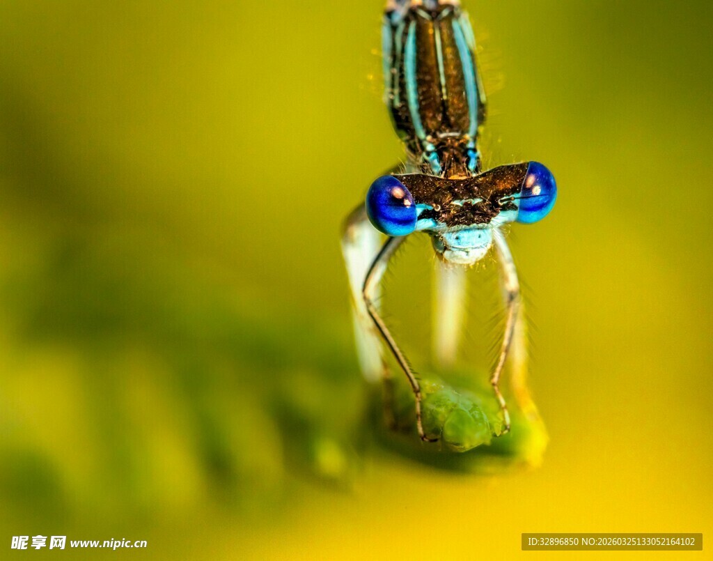 晶莹露珠缀于昆虫尾部