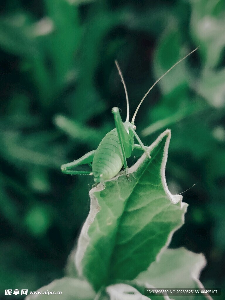 绿叶上的绿色小蚱蜢