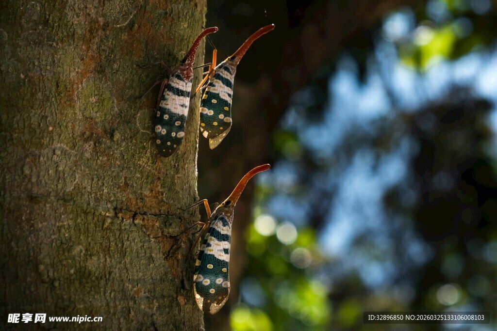 树干上的多彩昆虫
