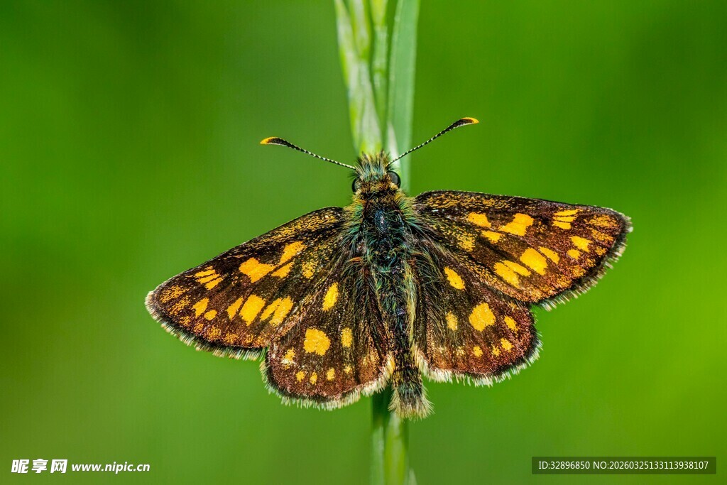 停在草茎上的斑点蝴蝶