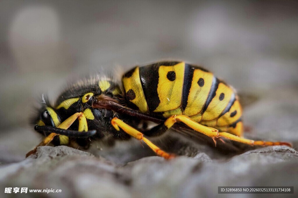 黄黑条纹黄蜂特写图