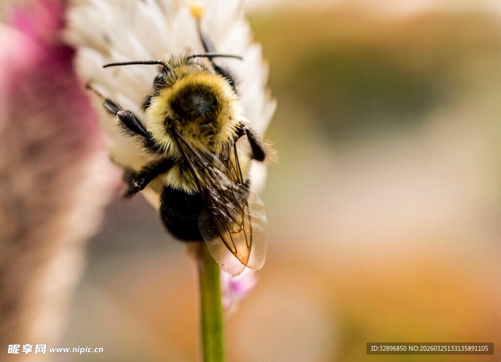 蜜蜂停驻于花草间
