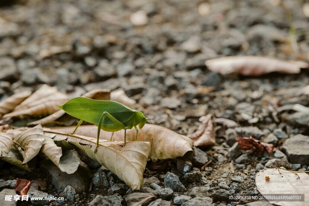 绿叶于碎石间的生机