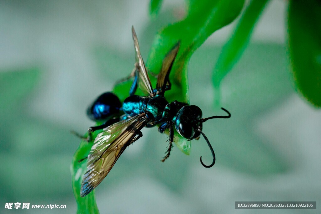 蓝黑细腰蜂停驻绿叶间