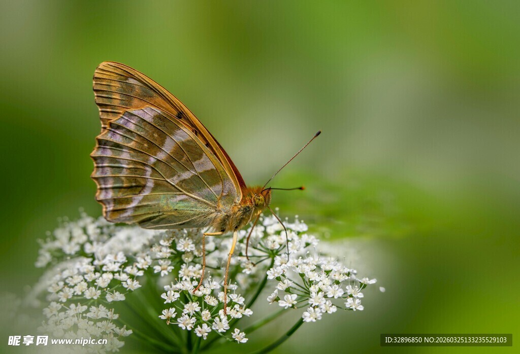 蝴蝶停驻白色小花上