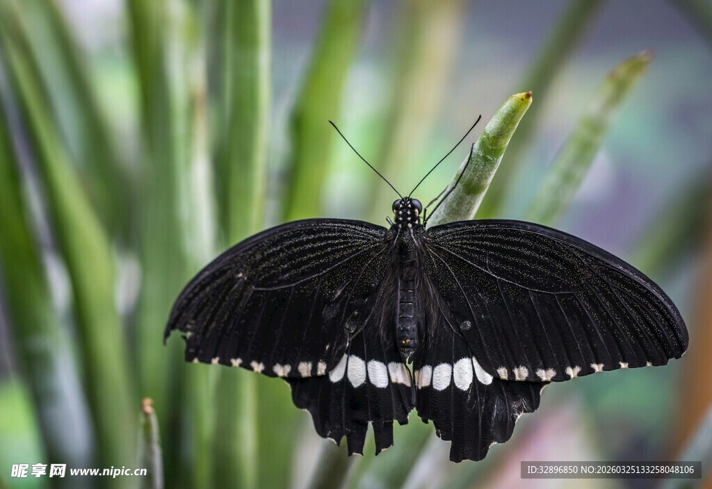 黑蝴蝶停驻于翠绿叶片上