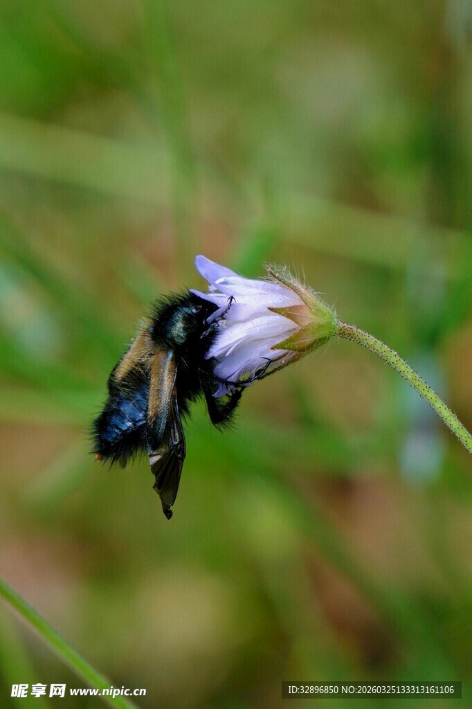 蜜蜂停留在紫色小花上
