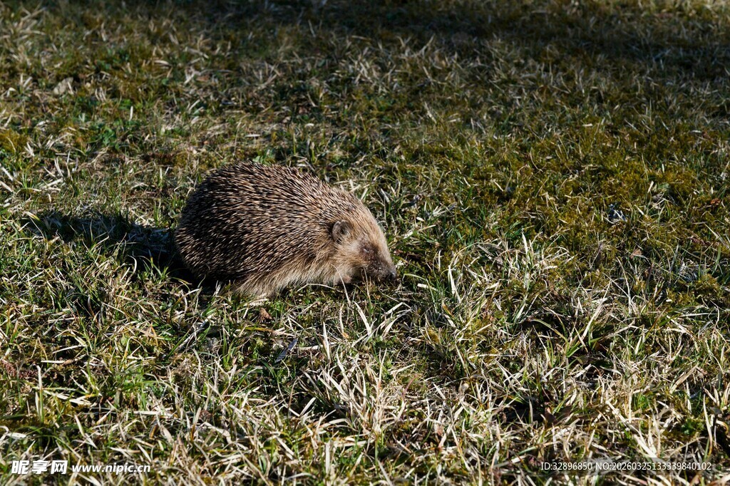 草地上的蜷缩小刺猬