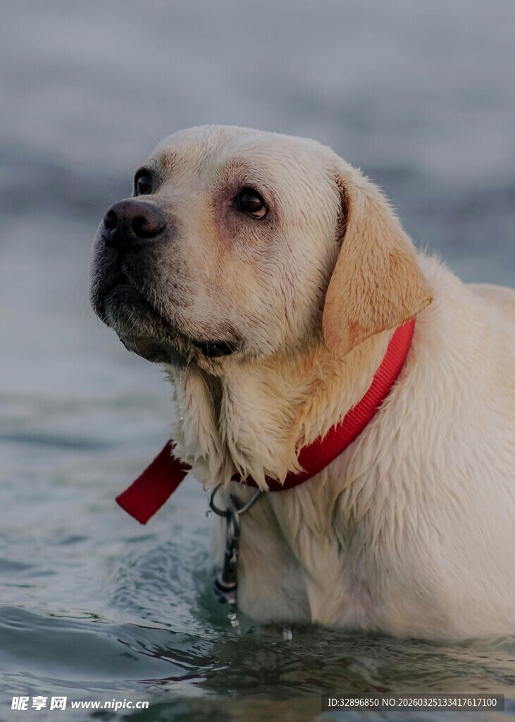 水中的拉布拉多犬
