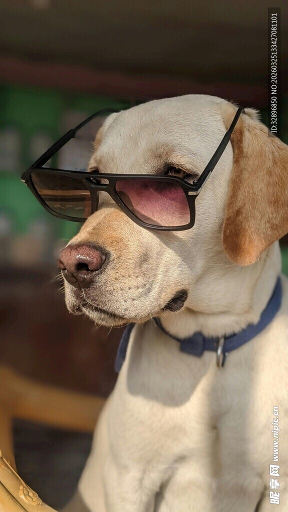 戴墨镜的帅气狗狗