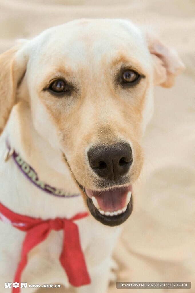 戴红围巾的可爱拉布拉多