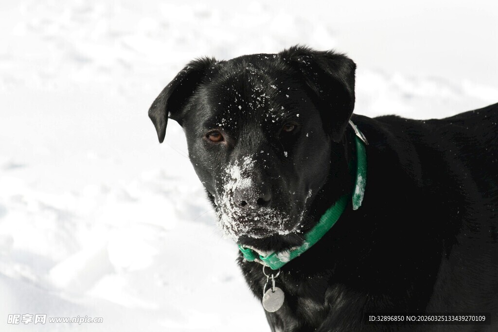 雪地中的黑犬