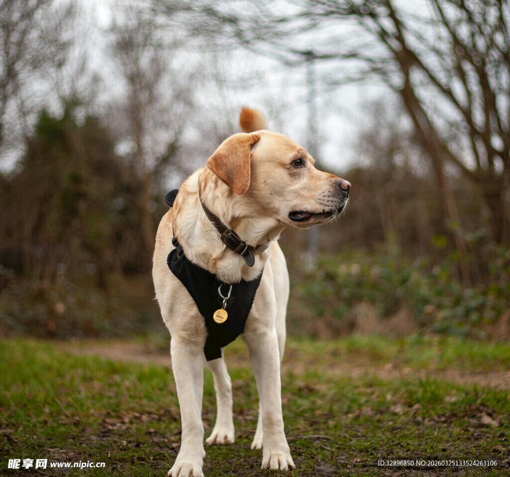 户外站立的拉布拉多犬