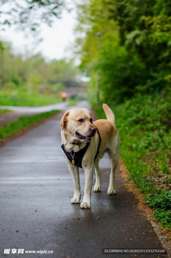 雨中漫步的拉布拉多犬