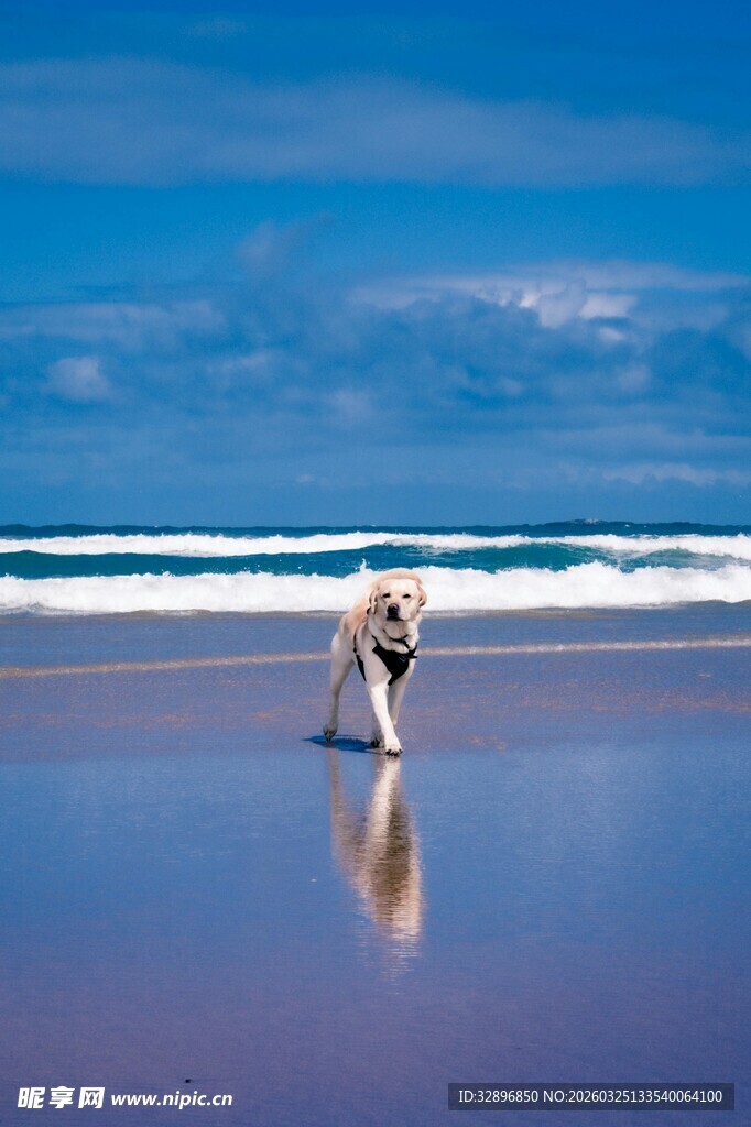 海滩上漫步的可爱狗狗