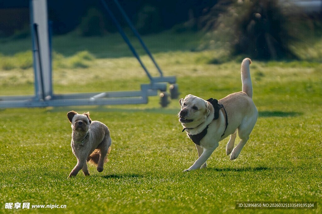 草地上欢快奔跑的两只狗