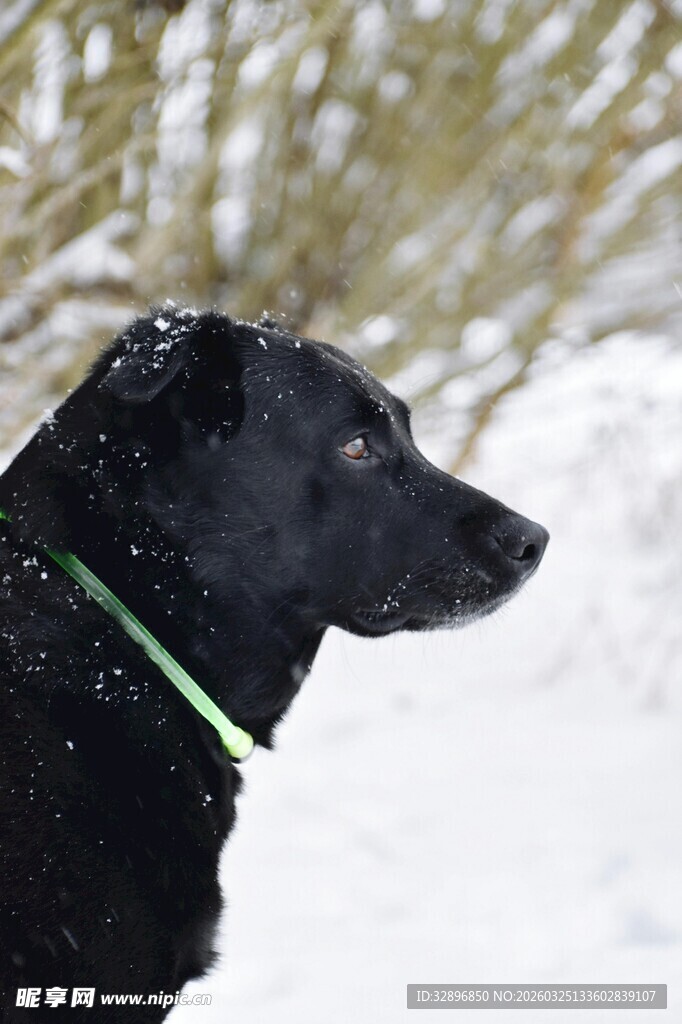 雪中黑狗侧影